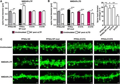 Phosphorylation of the actin-binding protein profilin2a at S137 modulates bidirectional structural plasticity at dendritic spines